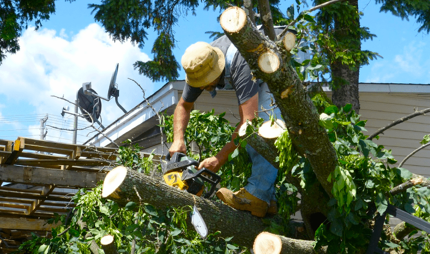 The Roczey Company: Small Tree Removal